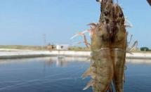 活虾价格大涨！有品种涨价五成！农户为啥惜售？