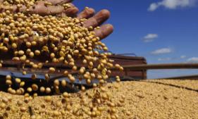 2020年进口首次超亿吨 国产大豆行业如何破困局？