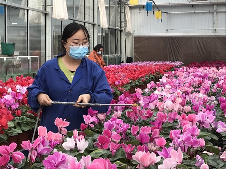 黑龙江呼玛县农业科技示范园：冷暖两重天  呼玛春意浓