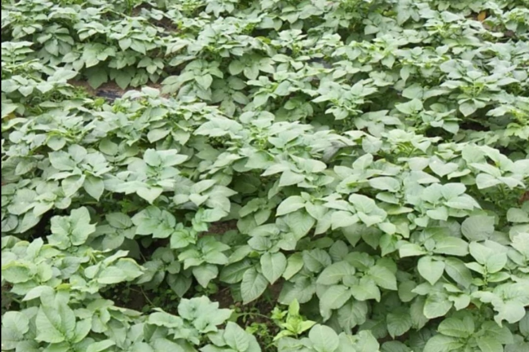 国际马铃薯亚太中心主任会晤大自然保护协会总监