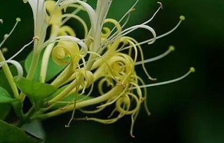 金银花为什么会变色？我国科研人员揭晓“谜底”