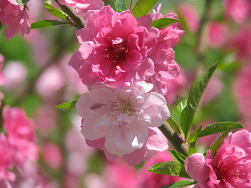 北京推12条赏春花读建筑旅游线路