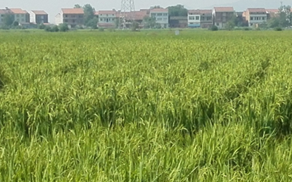 湖北武穴大力发展再生稻产业 引领粮食丰产农民增收