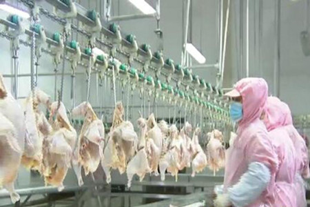 激发龙头企业“蝴蝶效应” 黑龙江肇州县肉鸡产业向百亿级飞跃