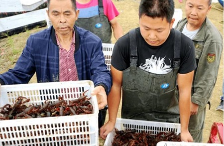 哈尔滨银行打造&ldquo;产业链+&rdquo;融资模式助力乡村振兴