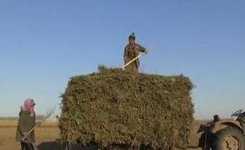 大庆市杜尔伯特县连环湖镇：中草药铺就致富路