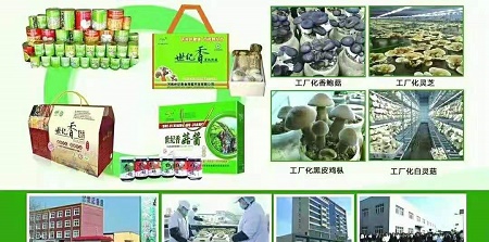 小蘑菇 大产业、世纪香食用菌助力乡村振兴 ！