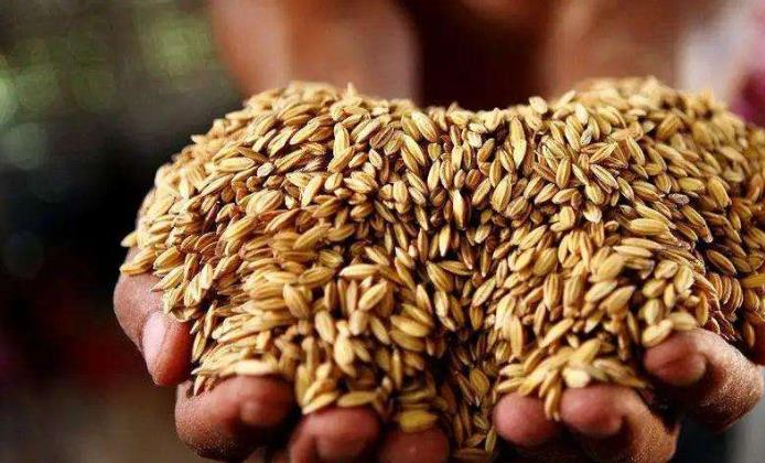 商务部：粮价大幅上涨的支撑条件并不充分