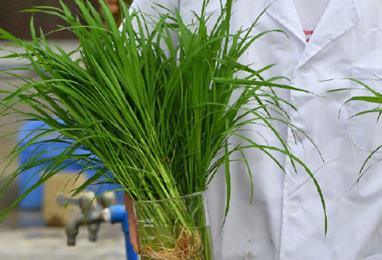 “天稻下凡”：嫦娥五号太空稻安家田间