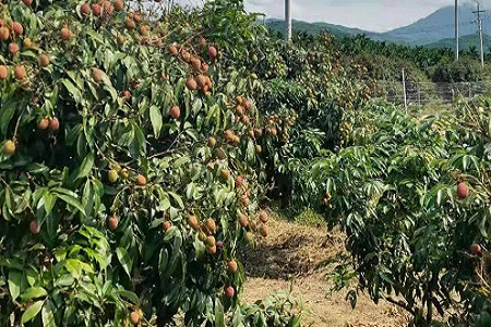 海垦荣光农场公司培育新品种荔枝“桂花香”上市啦！