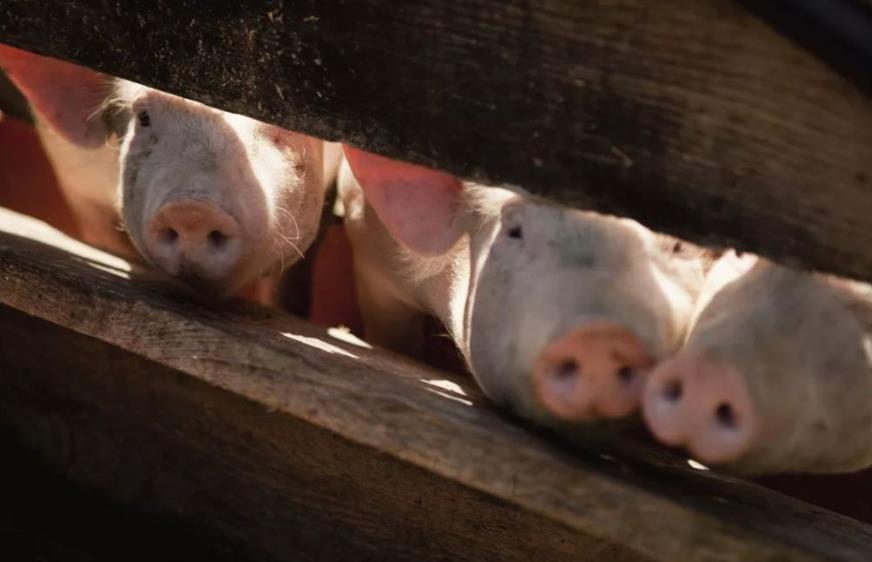 生猪产能显著恢复市场供应充足 肉价连续九周回落