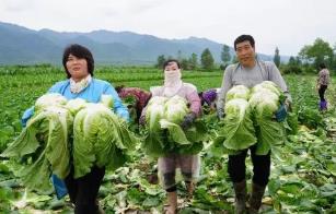 宁波推出蔬菜制种综合保险为农业&ldquo;芯片&rdquo;培育护航