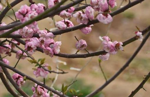 第二轮“游园花潮”将至北京公园风景区三天迎客475万人次
