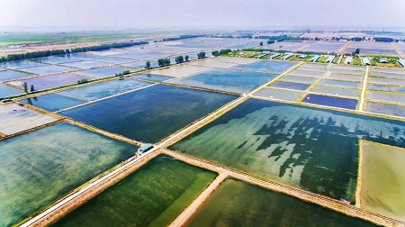 武汉蔡甸区：着力打造生态水产品金字招牌“品原生”