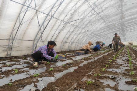 黑龙江龙江县&ldquo;老张甜瓜&rdquo;春耕进行时大棚绿意浓
