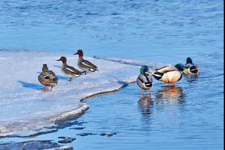 春暖鸭先知 牡丹江畔生态美景惹人醉