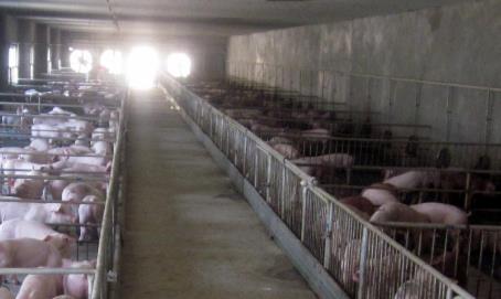 猪价十连降 生猪养殖企业面临成本压力