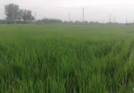 大庆市大同区壮大农村集体经济实力夯“根柢”