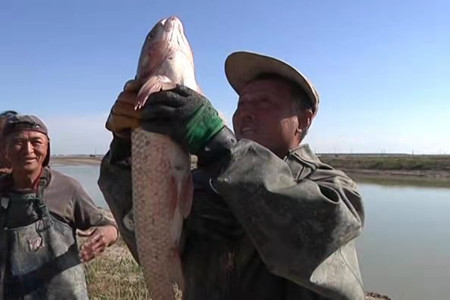 黑龙江肇源县开江鱼“吸金”2000万