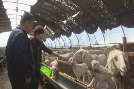 种植养殖结合 黑龙江讷河市养殖湖羊增收入乡村振兴迈大步