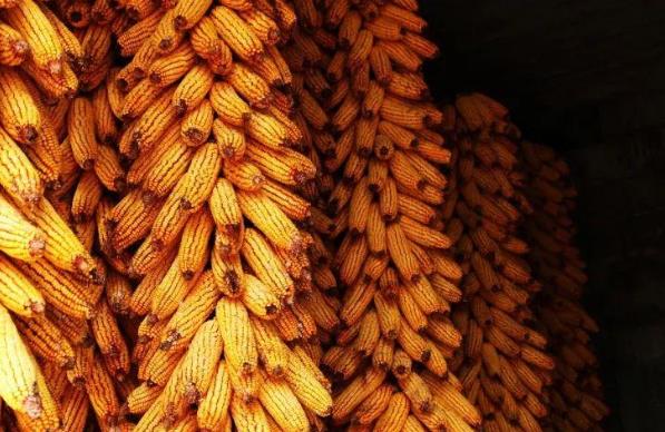 玉米价格高位运行？农业农村部：恢复性上涨