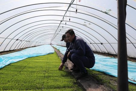 抢农时早催芽 黑龙江克山县掀起万亩水稻育秧工作热潮