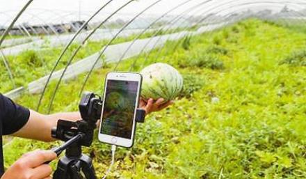 越来越多农产品走进直播间：用好新农具 干好新农活