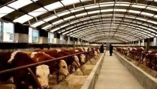 猪肉价格跌至本轮最低点 畜禽养殖企业销售低迷