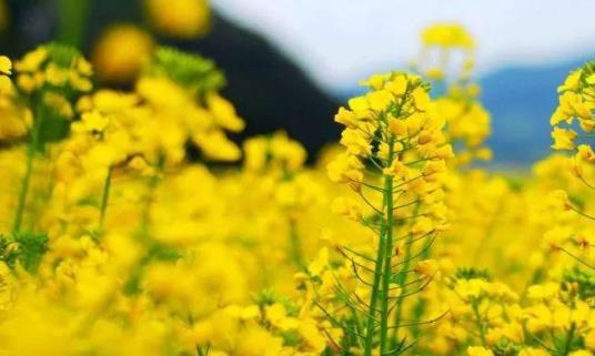 新品种或将我国油菜主产区南扩400公里