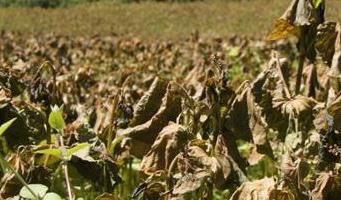 全球变暖对高寒作物有何影响？研究发现单位面积减产效应加剧