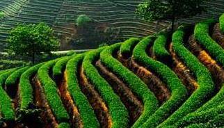 中国茶产业运行情况“晴雨表”发布