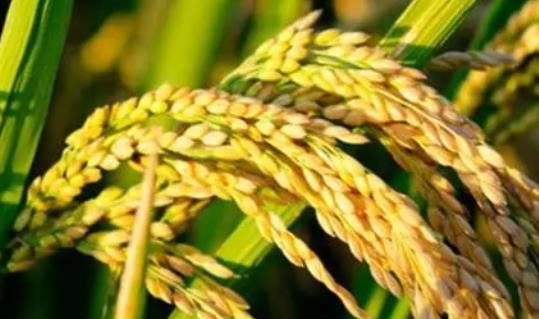 我国稻谷生产量世界第一 杂交水稻种植面积超过一半