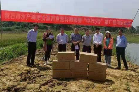 生长快、抗病能力强  湖北阳新推广应用异育银鲫“中科5号”新品种