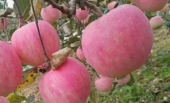 卖1斤亏1元！苹果价格大跌！遭历史最严重行情？