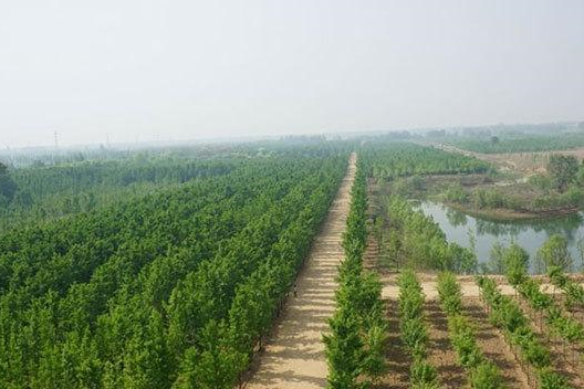 辽宁省朝阳市国土绿化项目获1.5亿元国家补助