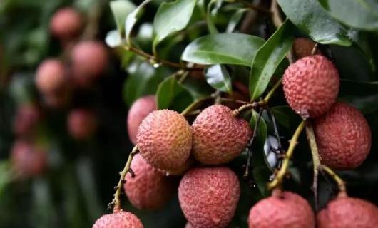 荔枝、苹果、梨……纷纷降价，水果价格为何走低？