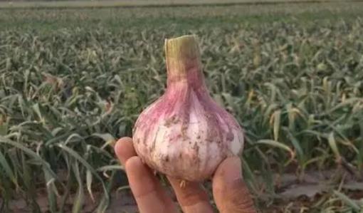 “蒜你狠”又来了！今年共新增344家大蒜种植相关企业