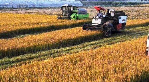 农业农村部：全国已收获冬小麦超1.1亿亩