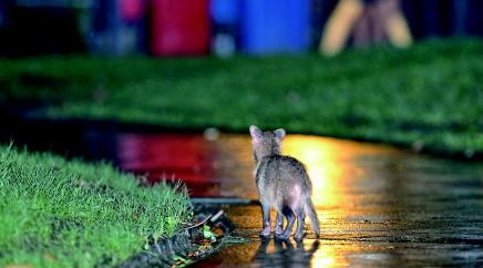 野生动物要&ldquo;进城&rdquo;，我们怎么办？