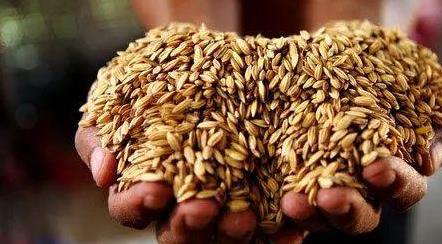 央地加速推进夏粮生产 多举措筑牢粮食安全屏障