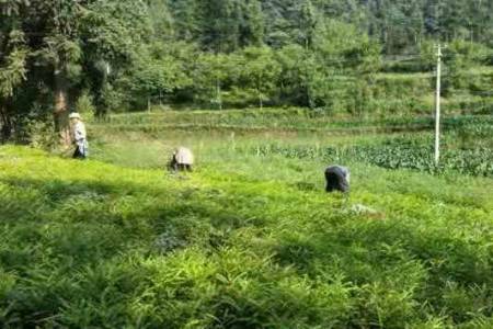 向仁权：资源股份制决胜攻坚  数字化赋能乡村振兴