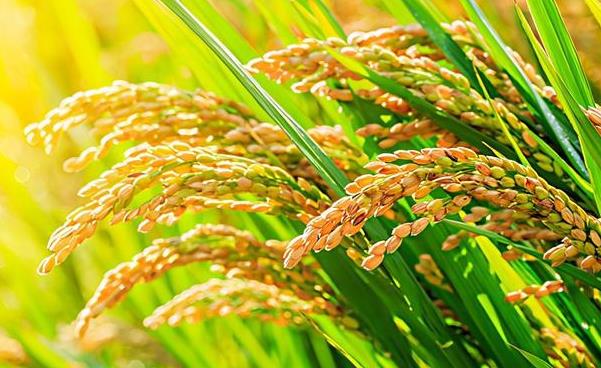 超级杂交水稻： 跨越育种禁区，让中国碗盛满中国粮