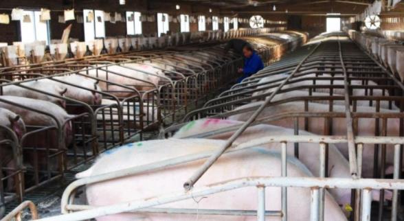 生猪和猪肉价格持续走低 猪肉价格见底了吗