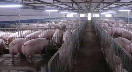 国家发展改革委发布生猪价格过度下跌三级预警