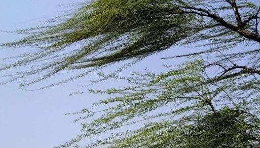 北京发布大风蓝色预警 阵风可达7级左右