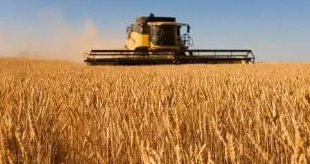 &ldquo;吃得饱&rdquo;变&ldquo;吃得好&rdquo; 我国优质粮食工程实施成效显著