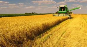 夏粮迎丰收 科技支撑小麦面积、单产、总产“三增”