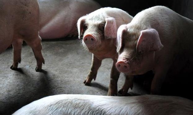 生猪价格下跌超五成 多部门预警提示合理安排产能