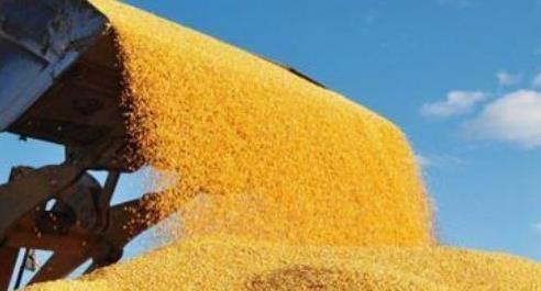 今年夏粮再获丰收 产量再创历史新高