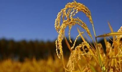 815亿元！2020年我国农业保险保费规模全球最大